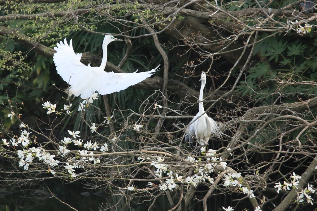 サギのコロニ-の様子