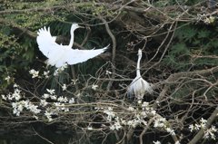 サギのコロニ-の様子