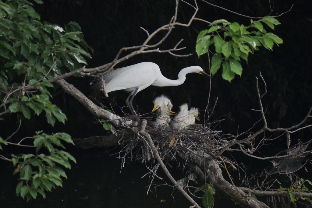 サギのコロニ-の様子
