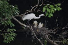 サギのコロニ-の様子