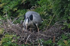 やっと孵化しました