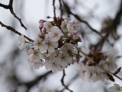 染井吉野で無い桜の花