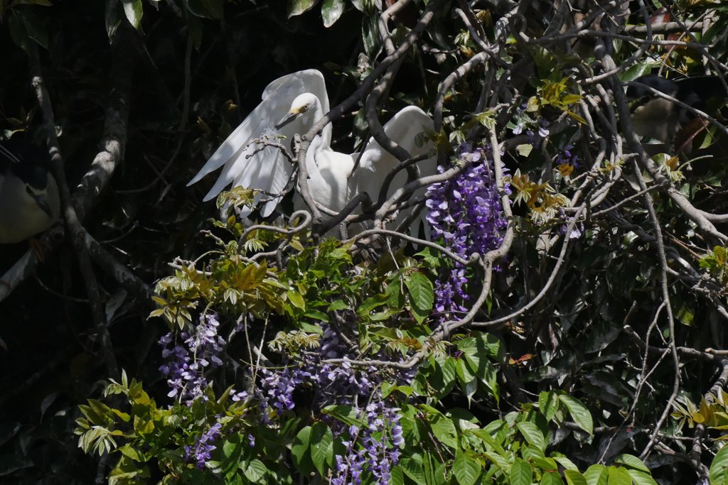 サギのコロニ-の様子