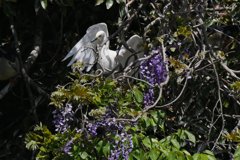 サギのコロニ-の様子