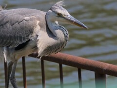 サギのコロニ-の様子