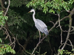サギのコロニ-の様子