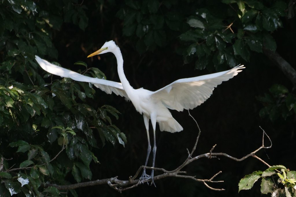 サギのコロニ-の様子
