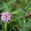 E.Zuiko　Macro　1：3.5