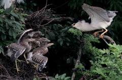 ゴイサギの餌やり