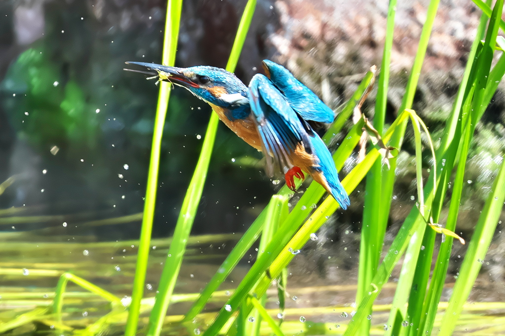 カワセミ