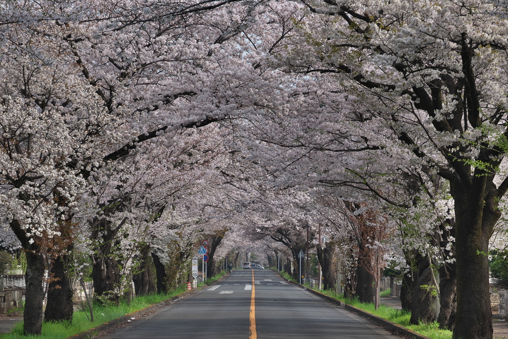 桜トンネル