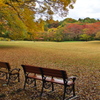紅葉の公園