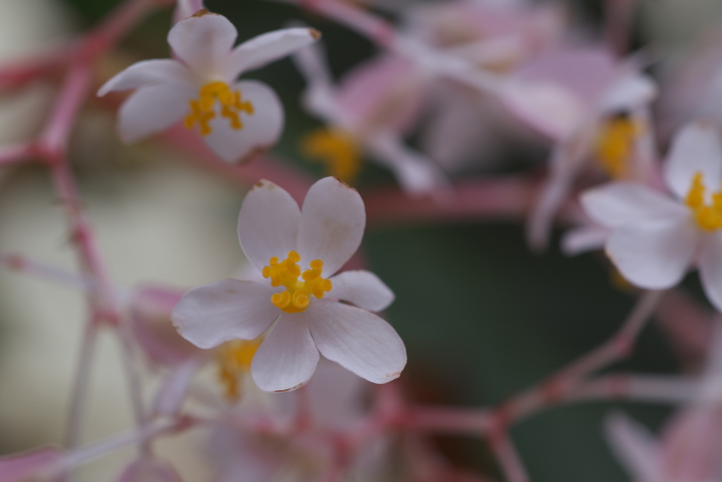 神代植物公園にて３