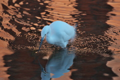 鏡
