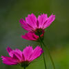 コスモス
