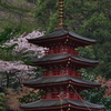 武蔵国分寺七重塔想像模型と桜