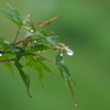 今日は雨