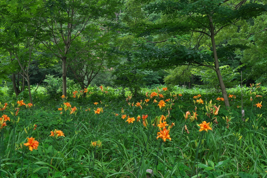 自然観察園