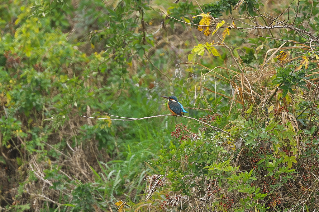 野川のカワセミ