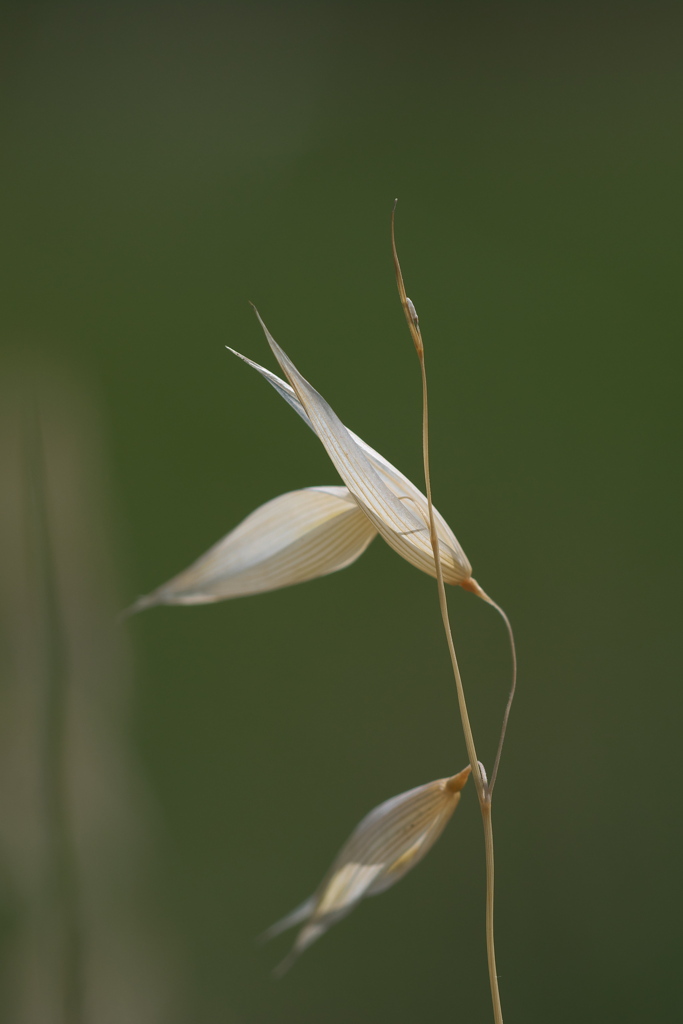 散歩道が草ボボー3