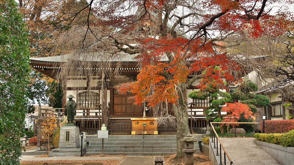 金蔵院 紅葉