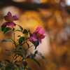 サザンカと紅葉