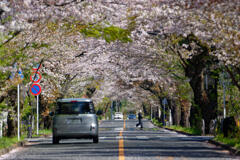 桜通り