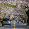 桜通り