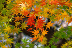 モミジ3