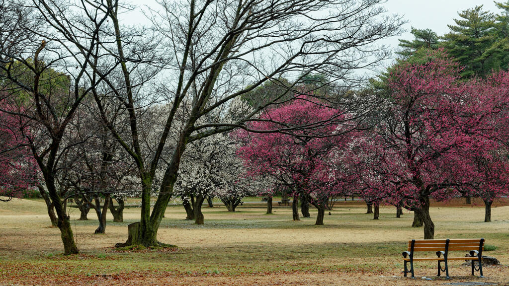 梅園