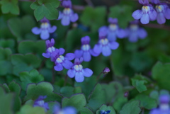 ツタバウンラン