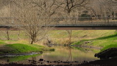 野川 樫橋