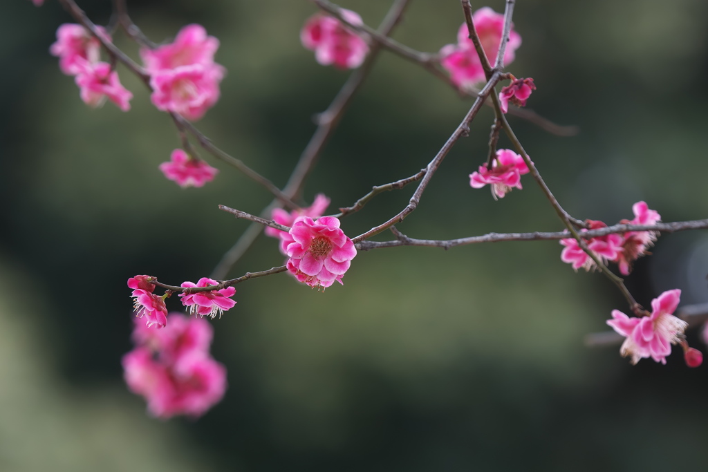 梅