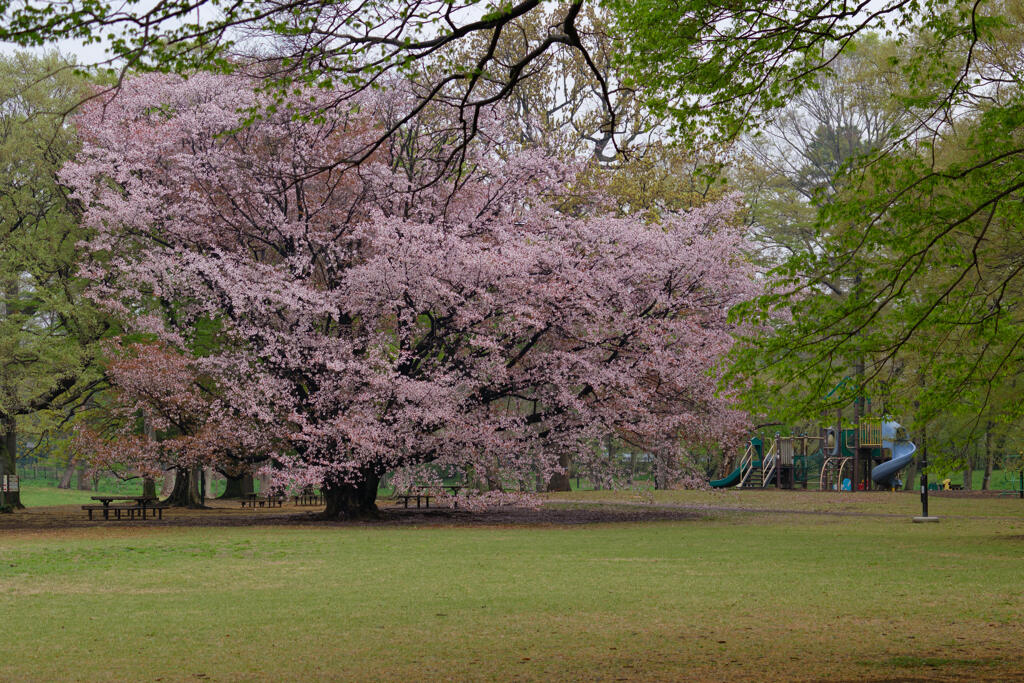 野川公園