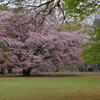 野川公園
