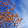 雲