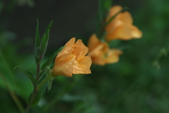 まつよいぐさオレンジ