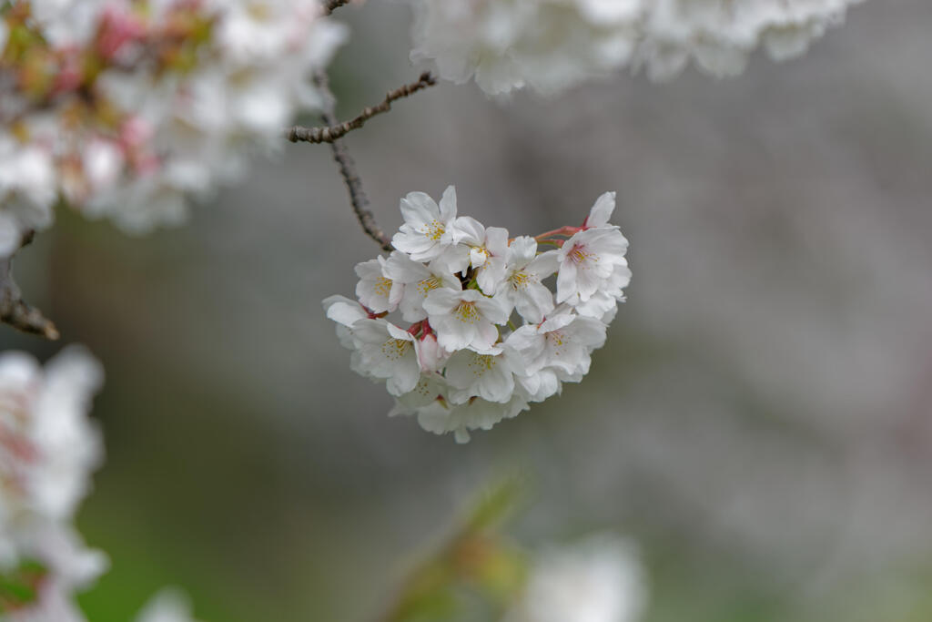 桜