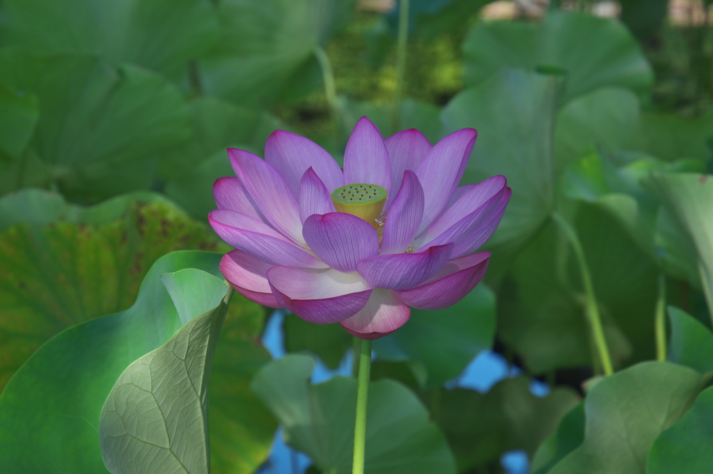 ハスの花1