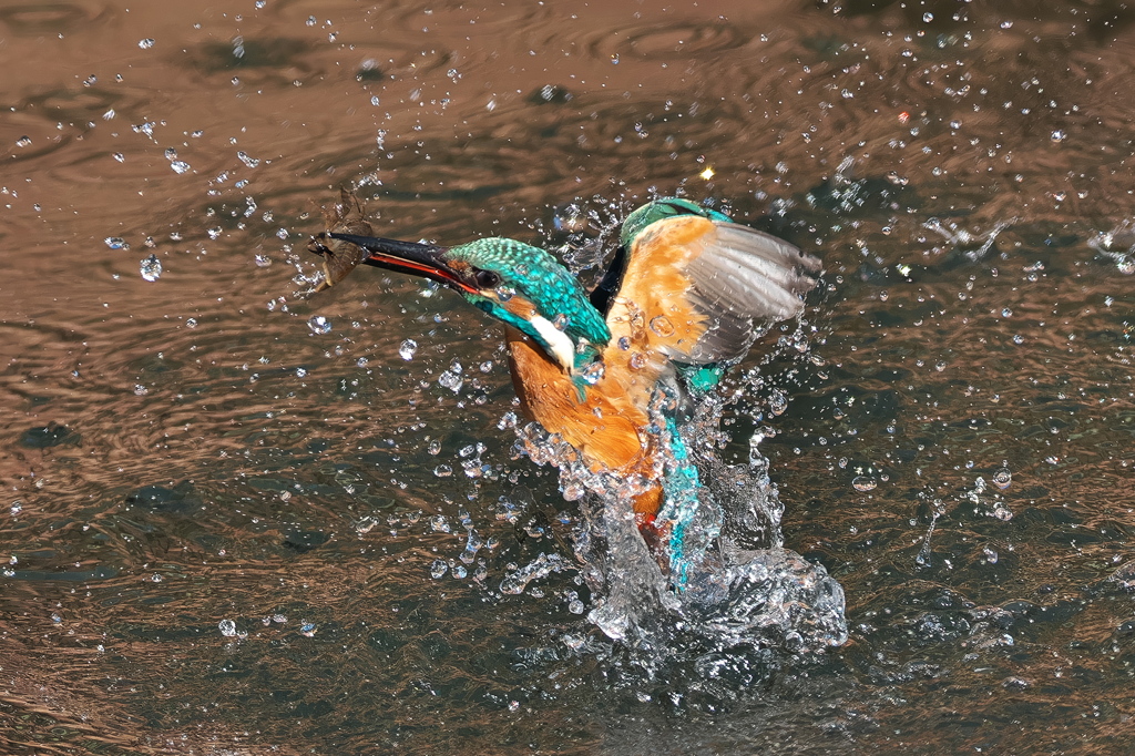 カワセミ