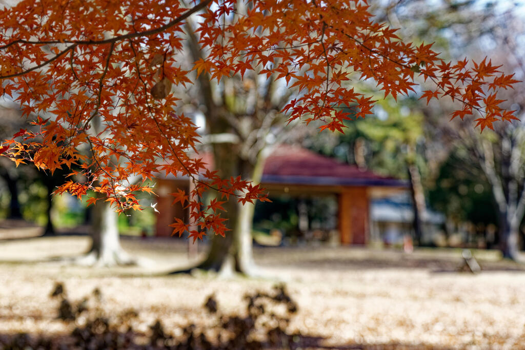 野川公園