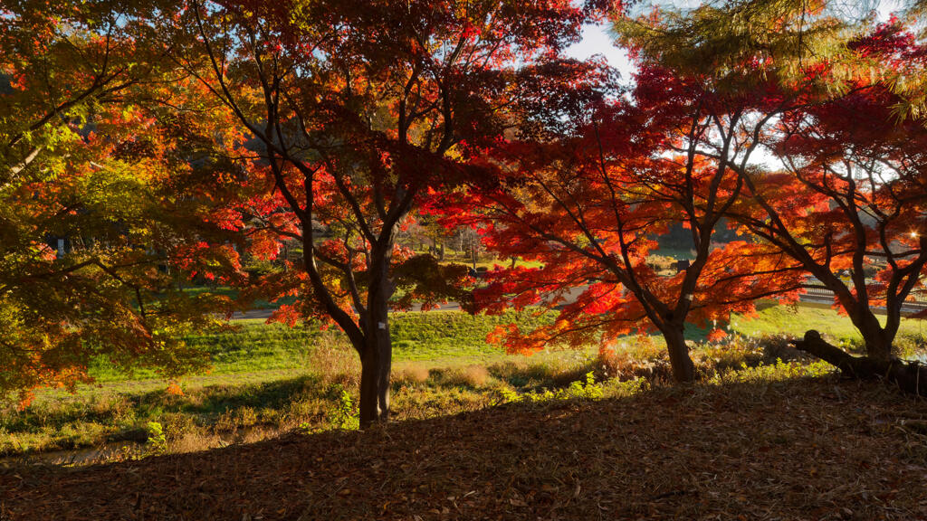 武蔵野公園