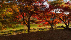 武蔵野公園