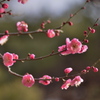 春近し