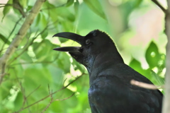カラス