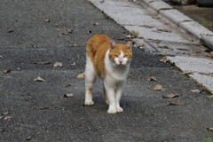 ねこ