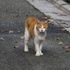 ねこ