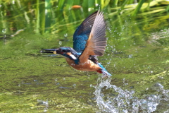 カワセミ