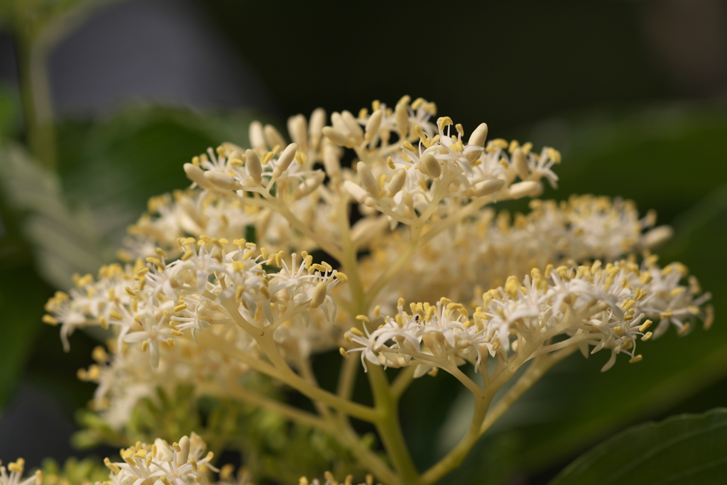 セイヨウニワトコ