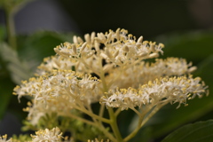 セイヨウニワトコ